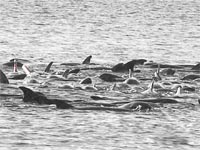 Whales in mass stranding in Australia