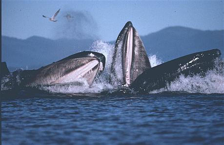 Images Of Whales. Whales Tokyo - Japan#39;s whaling