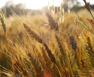 Wheat chase to new elevation