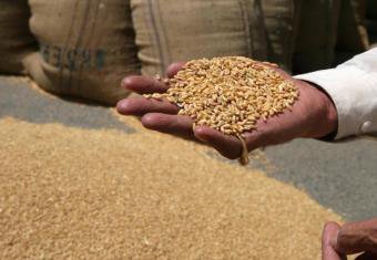 Wheat Harvest in India Rises by 6.4 Million Ton