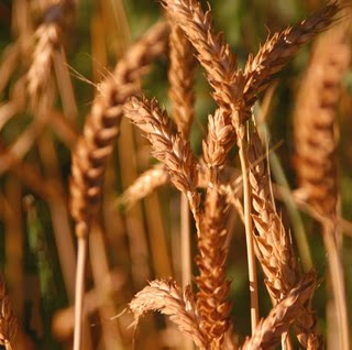 Wheat promotion encouraged in Australia