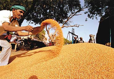 Punjab govt. starts paddy procurement