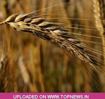 Commodity Trading Tips for Wheat by KediaCommodity