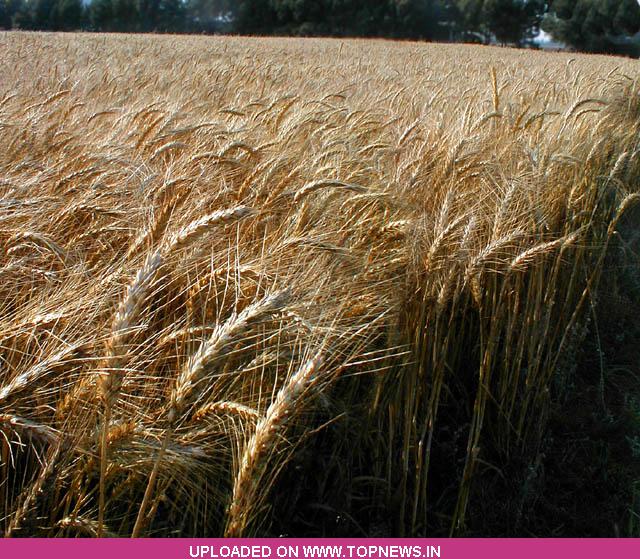 Wheat