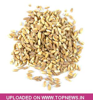 Wheat