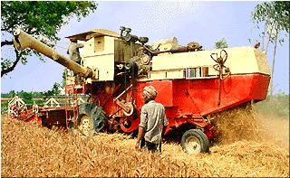 India''s wheat production estimated to surpass record 78 million tonnes