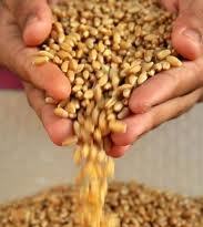 Commodity Trading Tips for Wheat  by Kedia Commodity
