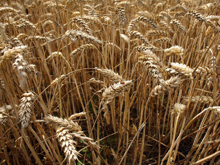 Australian wheat production to fall 24 per cent, estimates