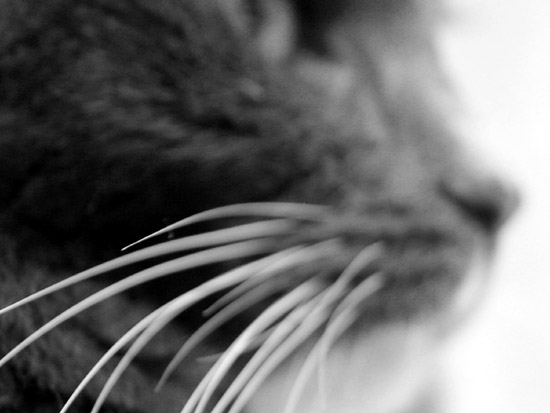 Whiskers