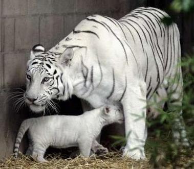 http://www.topnews.in/files/White-tigress.JPG