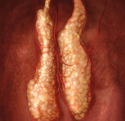 Whole-organ-grown
