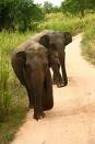 Wild elephants kill two in Indonesia's Aceh province 