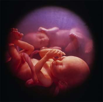 Boys face more danger in womb and later life