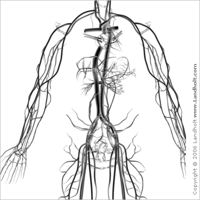 veins and arteries of body. For graft ody veins prove