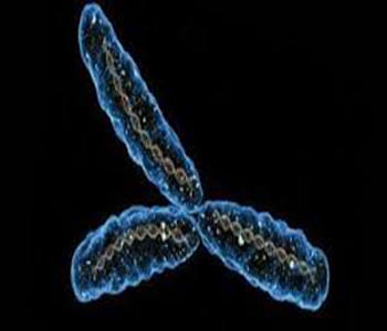 Y chromosome was born 180 million years ago: Study