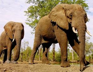 Abused Zimbabwe elephants to return to the wild