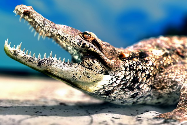 Alligator bites off swimming boy's arm