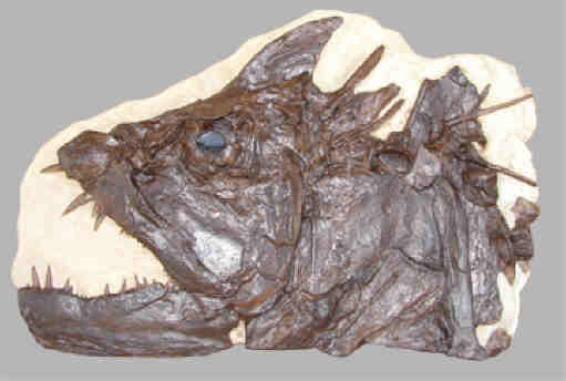 Ancient Fish Fossils