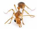 Study: Chemicals produced in ants help them identify their dead nestmates