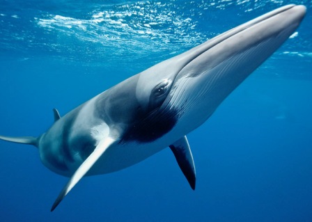antarctic-minke-whale