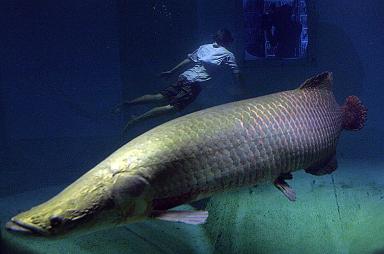 Giant Amazon arapaima fish may be threatened by overfishing