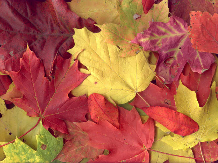Why autumn leaves are red in America and yellow in Europe