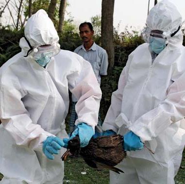 avian-influenza