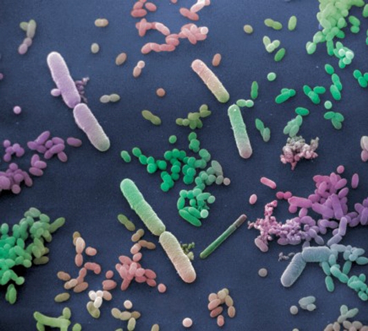 How bacteria can clear mercury pollution in waterways