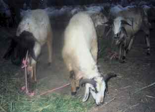  Patna livestock sellers sell sacrificial goats named after Bollywood stars