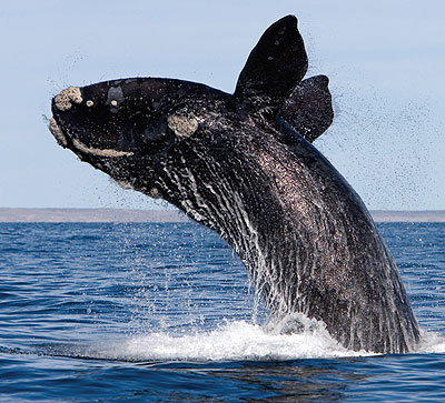 baleen whale face
