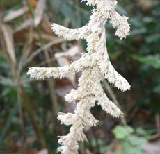 Rare bamboo flowering causes concern in North East