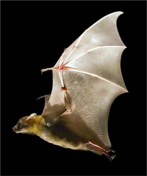Scientists discover new tiny bat species in Comoros