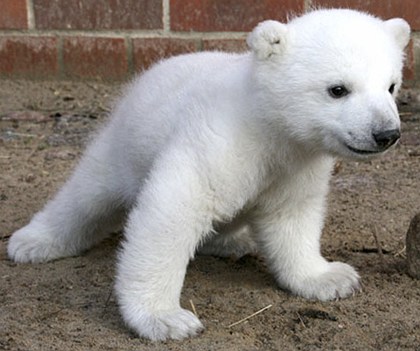 Bear cub Knut valued at record 430,000 euros 