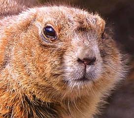 Beaver