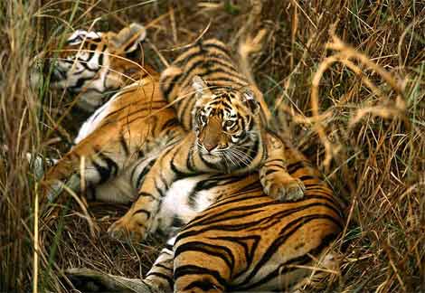 picture of tigers