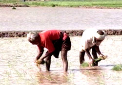 Bihar Farmers