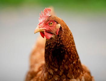 Bird flu detected in quail in central Japan