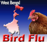 West Bengal to begin culling after reports of bird flu in Siliguri 