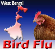 Bird flu hit West Bengal