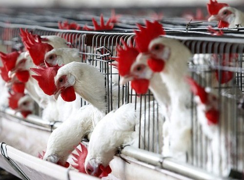 bird-flu