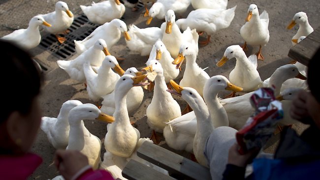 bird-flu