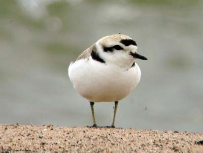 Like humans, birds too can interpret looks and gestures