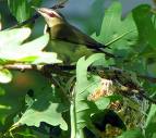 Birds identify rogue eggs by their colour