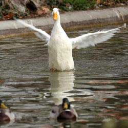 Bird Flu in Imphal