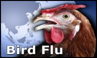 Bird Flu