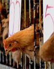 South Korea kills 300,000 chickens after new bird-flu case