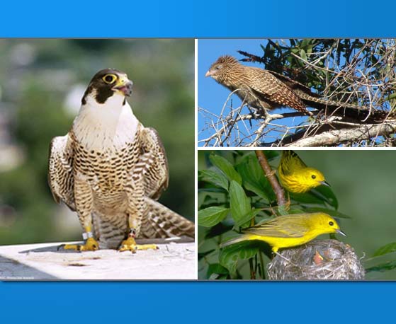 birds
