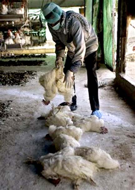 Fresh Bird Flu Outbreak In Darjeeling