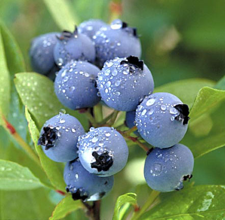 blueberries