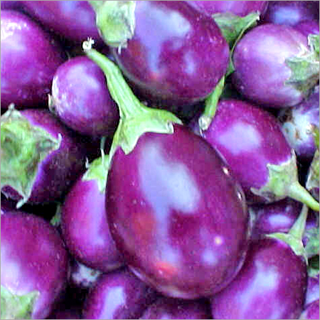 Bt brinjal is safe, declare scientists